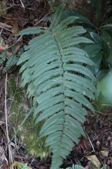 Dryopteris cycadina