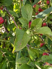 Malus angustifolia