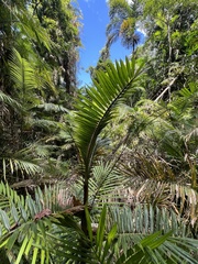 Calamus moti