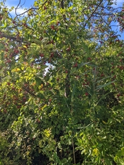 Malus angustifolia
