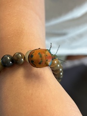 Tectocoris diophthalmus