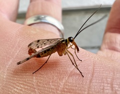 Panorpa germanica