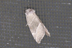 Plagiomimicus spumosum