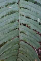 Dryopteris cycadina