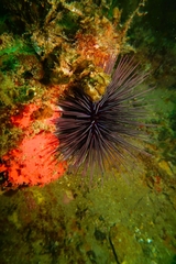 Centrostephanus tenuispinus