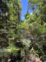 Calamus moti