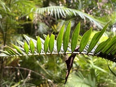 Calamus moti