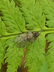 Cixius simplex