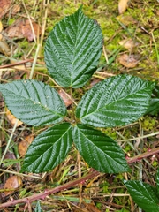 Rubus corylifolius
