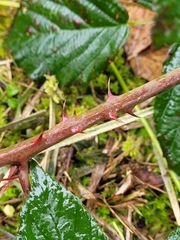Rubus corylifolius
