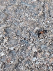 Beosus quadripunctatus