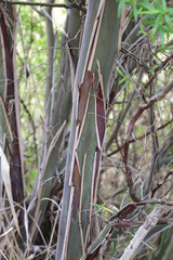 Leptospermum brachyandrum