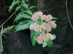 Hylotelephium telephium fabaria