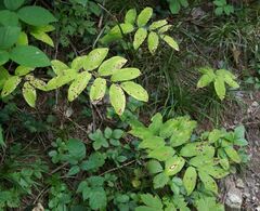 Polygonatum multiflorum