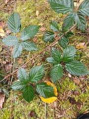 Rubus corylifolius