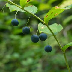 Polygonatum multiflorum