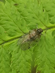 Cixius simplex