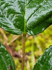 Rubus corylifolius