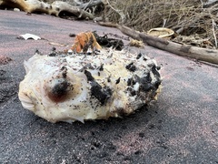 Chilomycterus schoepfii