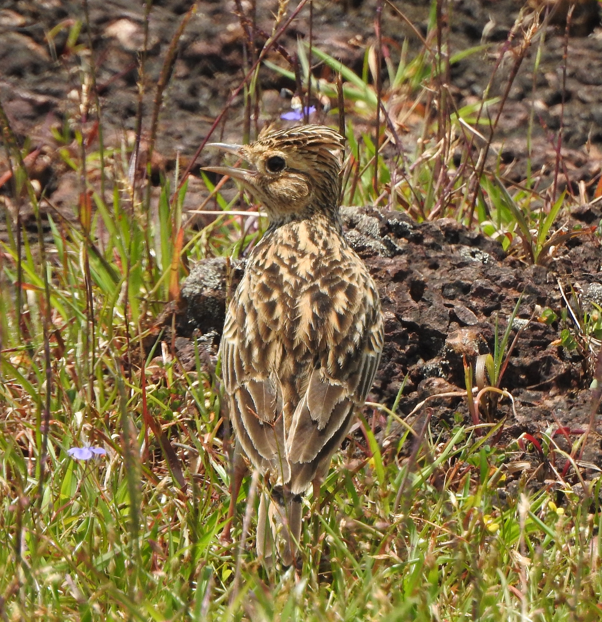 Oriental Skylark (Alauda gulgula)
