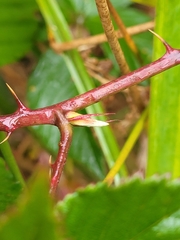 Rubus corylifolius