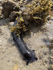 Holothuria leucospilota