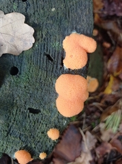 Tubifera