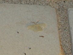 Chlorochlamys chloroleucaria