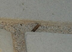 Elasmopalpus lignosella