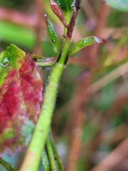 Rubus corylifolius
