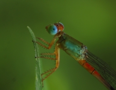 Ceriagrion cerinorubellum