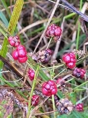Rubus corylifolius