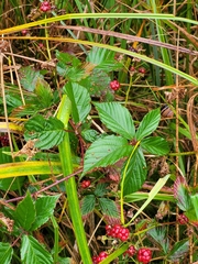 Rubus corylifolius