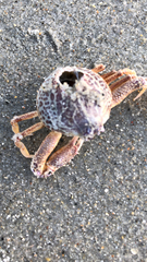 Persephona aquilonaris