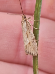 Diurnea lipsiella
