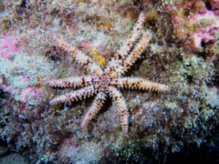 Coscinasterias tenuispina