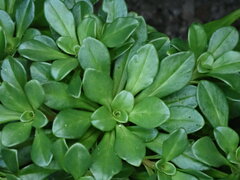 Lysimachia mauritiana