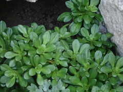 Lysimachia mauritiana