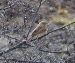 Emberiza impetuani