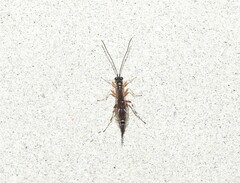 Itoplectis