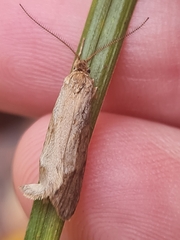 Diurnea lipsiella