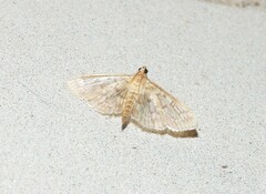Herpetogramma pertextalis