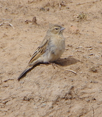 Emberiza impetuani