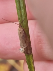 Diurnea lipsiella