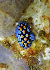 Phyllidia picta