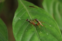 Rainieria