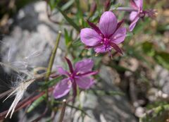 Chamaenerion fleischeri