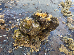 Pyura praeputialis