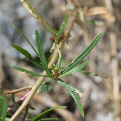 Chamaenerion fleischeri