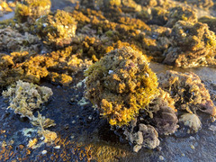 Pyura praeputialis